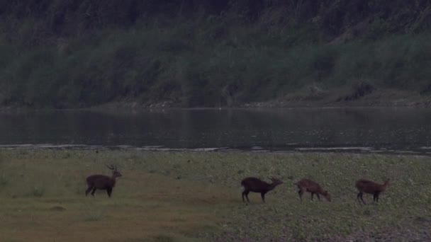 Ciervos moteados en el bosque — Vídeo de stock