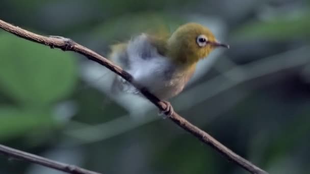 Park ptaków - czerwony wąsaty Bulbul Songbird — Wideo stockowe