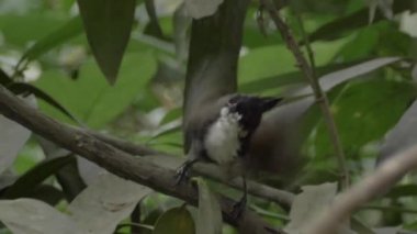 Kuş Parkı - Songbird kırmızı bıyıklı Bulbul