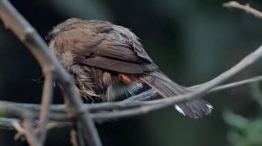 Kuş Parkı - Songbird kırmızı bıyıklı Bulbul