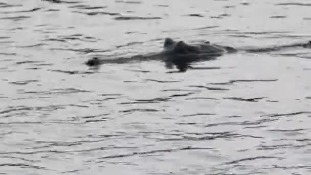 Crocodilo no Parque Nacional de Chitwan . — Vídeo de Stock