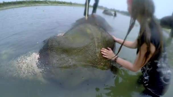 Menina tomar um banho no elefante — Vídeo de Stock