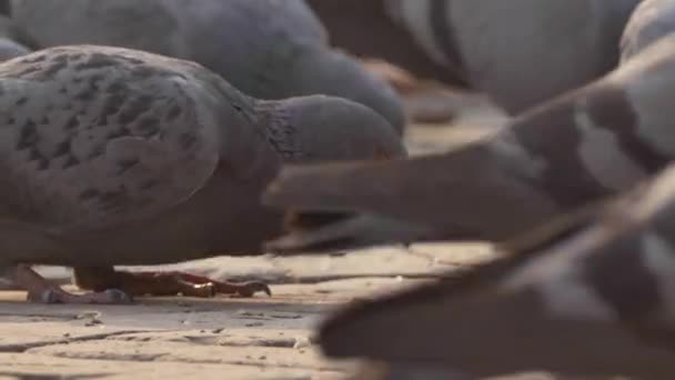 Thousands of pigeons crowd — Stock Video