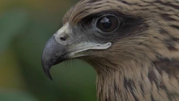 The face of a hawk — Stock Video