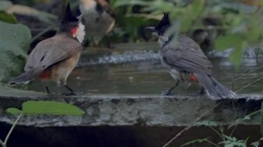 Kuş Parkı - banyo Songbird,