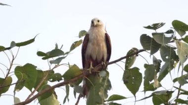Osprey çam ağacında yukarı kafa tilts.