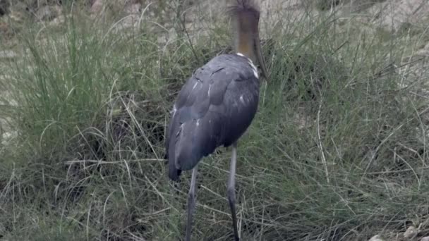 Marabou stork äta fisk i en damm — Stockvideo
