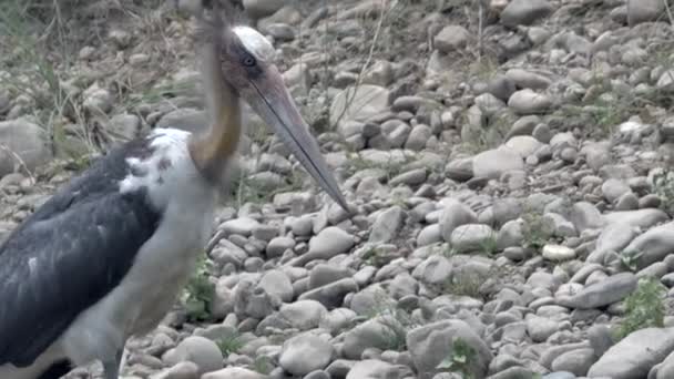 Marabou stork eating fish in a pond — Stock Video