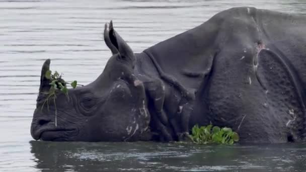 Rhinocéros couché dans la rivière — Video