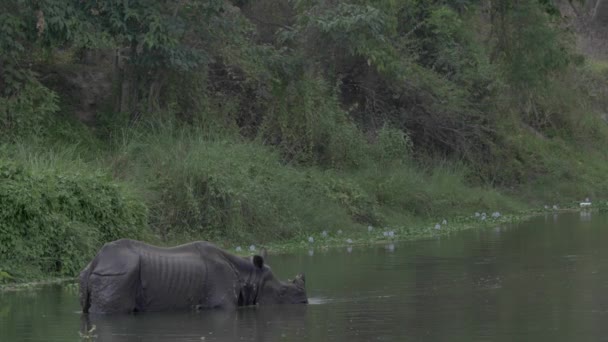 Neushoorn in de rivier liggen — Stockvideo