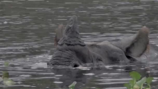 Neushoorn in de rivier liggen — Stockvideo