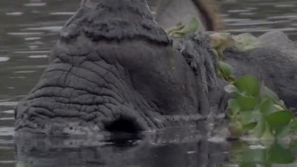 Rhinocéros couché dans la rivière — Video