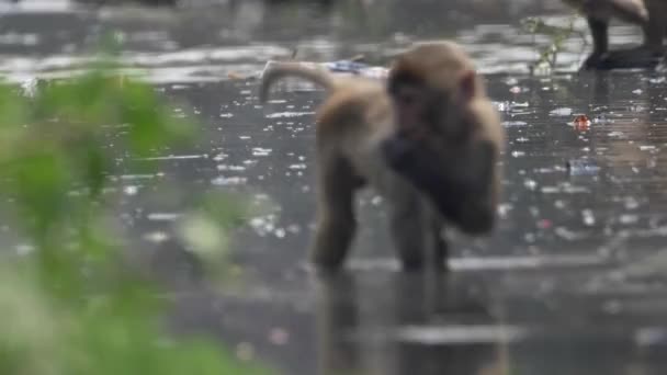 Monkey in the river. — Stock Video