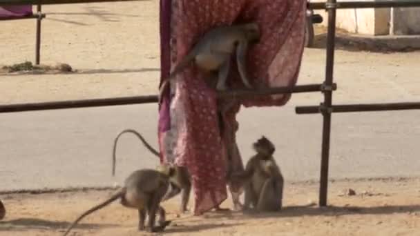 Langur amusant, voler des vêtements. Hampi, Inde 