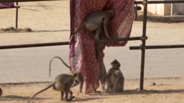 Langur διασκέδαση, κλέβει τα ρούχα. Hampi, Ινδία — Αρχείο Βίντεο