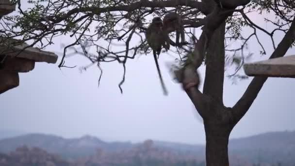 Monos saltar, columpiarse sobre los árboles . — Vídeo de stock