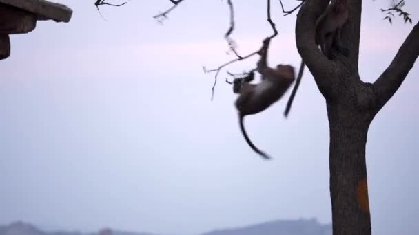 Maymunlar atlamak, ağaçta salıncak. — Stok video