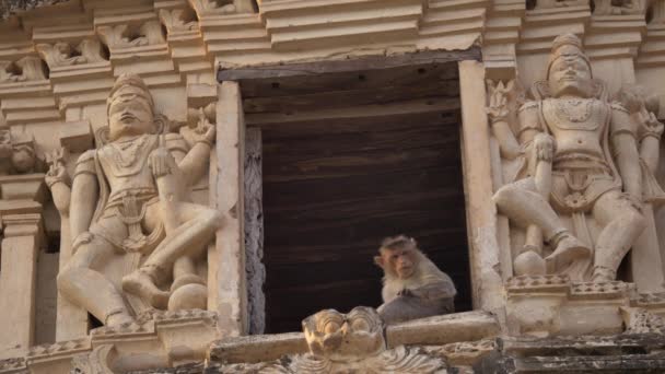 El mono se sienta en el templo. Hampi. . — Vídeos de Stock