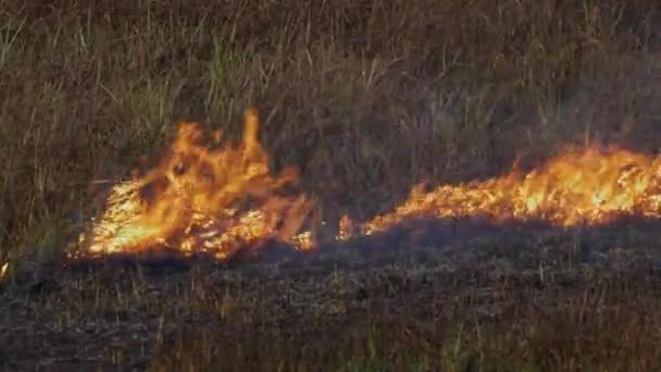 Ogień na suchym polu trawy. — Wideo stockowe