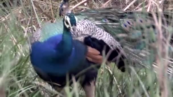 Peacock up in meadow, picks, forages . — Stock Video