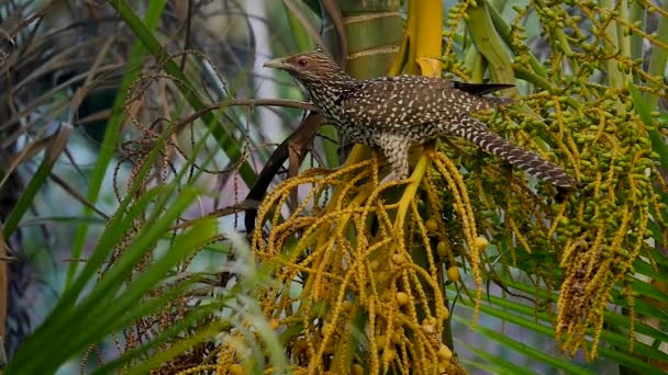 Asiático brilhante starling — Vídeo de Stock