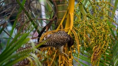 Asya parlak sığırcık