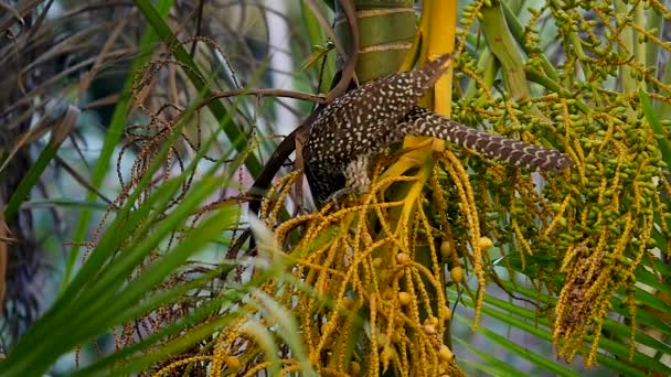 Asiático brilhante starling — Vídeo de Stock