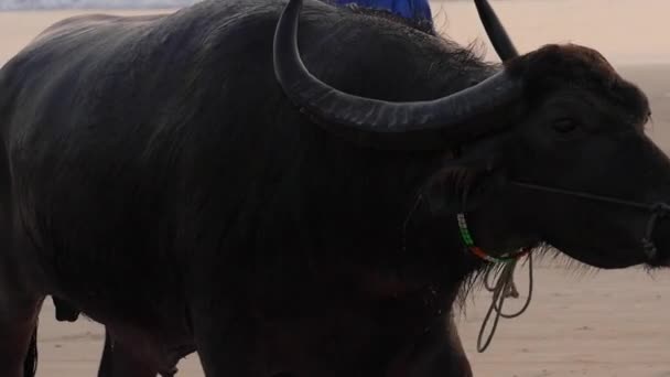 Силует місцевої людини і водяний буйвол на сході сонця , — стокове відео