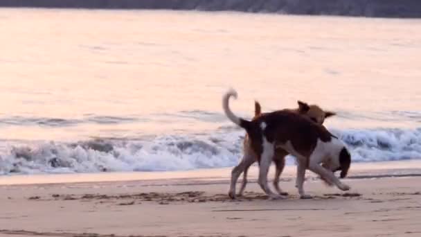 Dogs playing — Stock Video