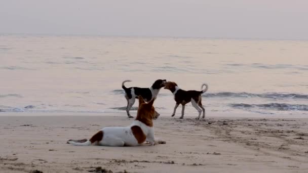 Hunde spielen — Stockvideo