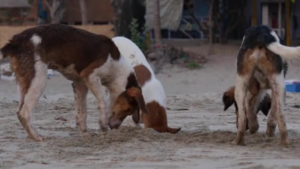 Hunde spielen — Stockvideo