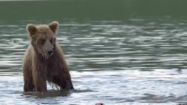 Kuzey Amerika boz ayısı ve somon.