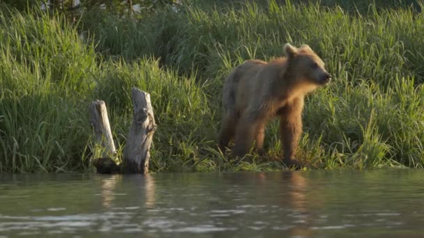 Grizzlybär und Lachs. — Stockvideo