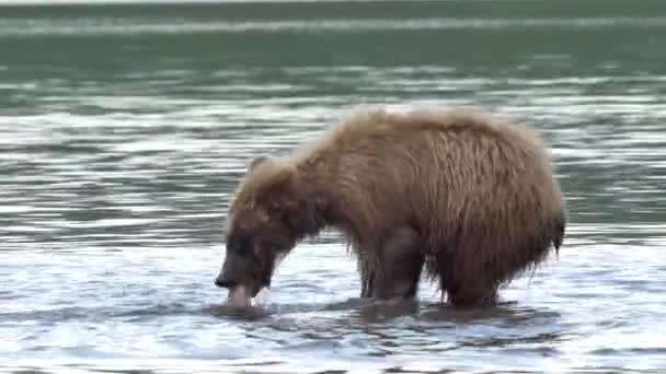 Grizzlybär und Lachs. — Stockvideo