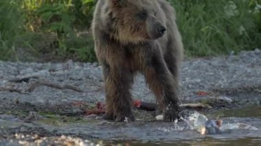 Kuzey Amerika boz ayısı ve somon.