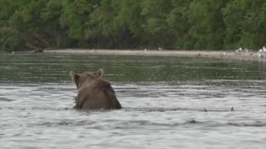 Kuzey Amerika boz ayısı ve somon.