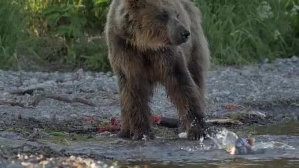Grizzly bear en zalm. — Stockvideo