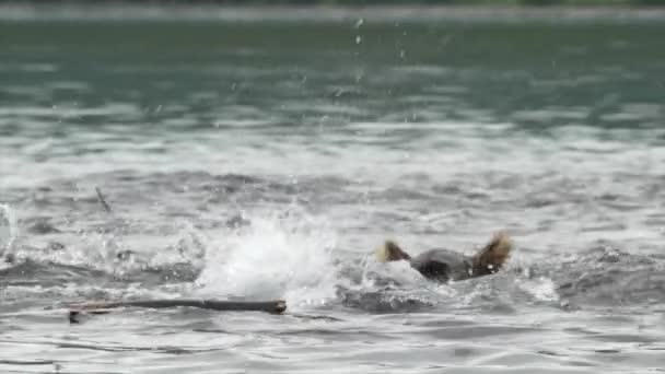 Grizzlybjörn och lax. — Stockvideo