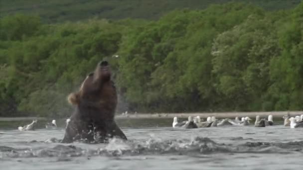 Orso grizzly e salmone . — Video Stock