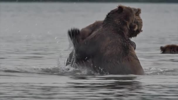 Osos Grizzly peleando — Vídeo de stock