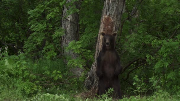 Brunbjörn i skogen — Stockvideo