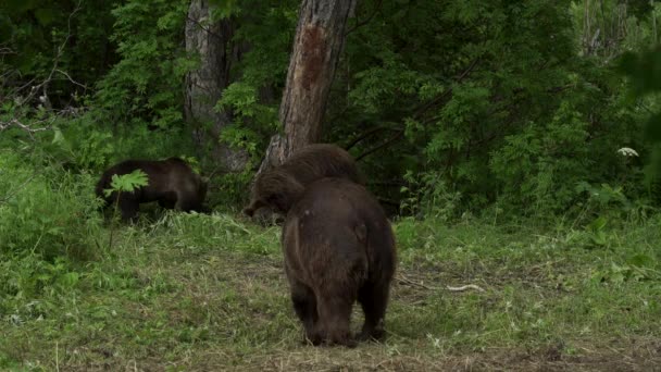 Bruine beer in het bos — Stockvideo