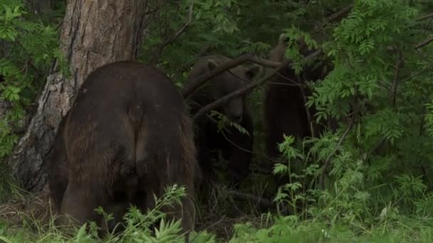 Bruine beer in het bos — Stockvideo