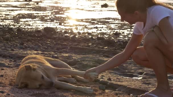 Lány játék kutya a strandon során naplemente, sziluettek — Stock videók