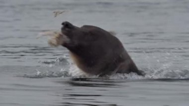 Kuzey Amerika boz ayısı somon ile