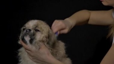 Kadın köpeğini fırçalama