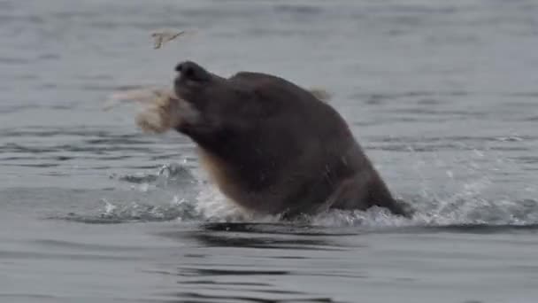 Urso Grizzly com salmão — Vídeo de Stock