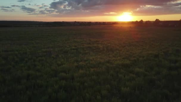 Flying Throne Field Evening Sunset Low Speed — Stock Video