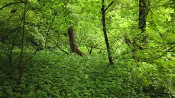 葉を持つ夏の森の景色 カメラを前に動かす — ストック動画