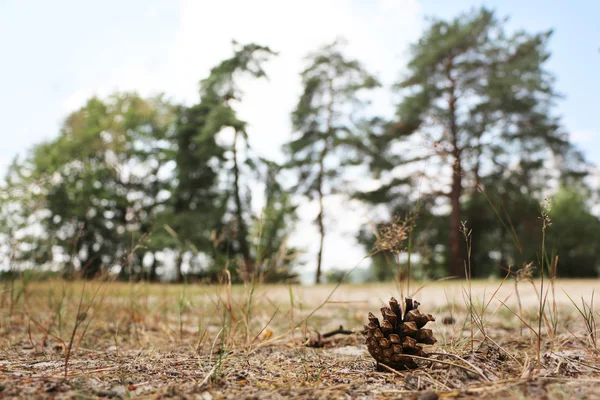 Semen písek borovice — Stock fotografie